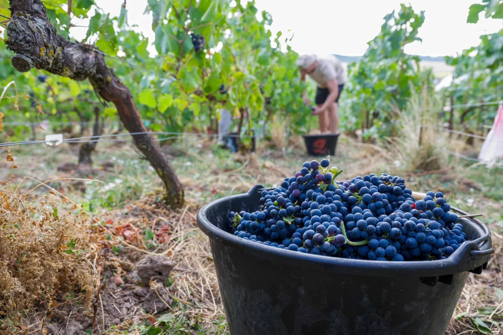 Agricultura francesa perde força com importações, clima e mudança no consumo