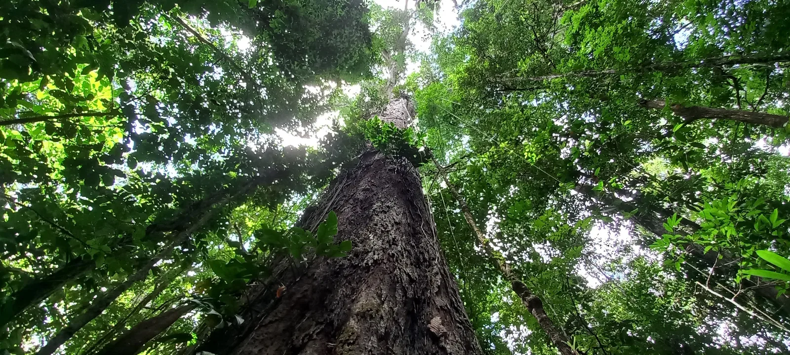 Grito dos Excluídos mobiliza defesa das mulheres e da Amazônia no Amapá