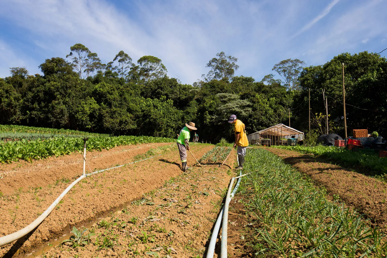 Agricultura movimenta R$ 231,8 milhões em São Paulo e R$ 52,7 milhões no Rio