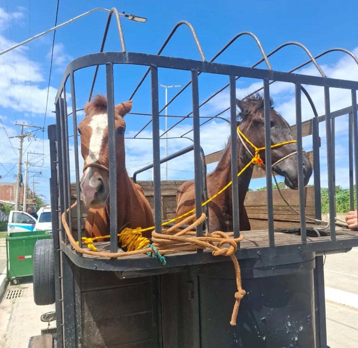 Duas éguas são recolhidas após colisão com carro em Arraial do Cabo