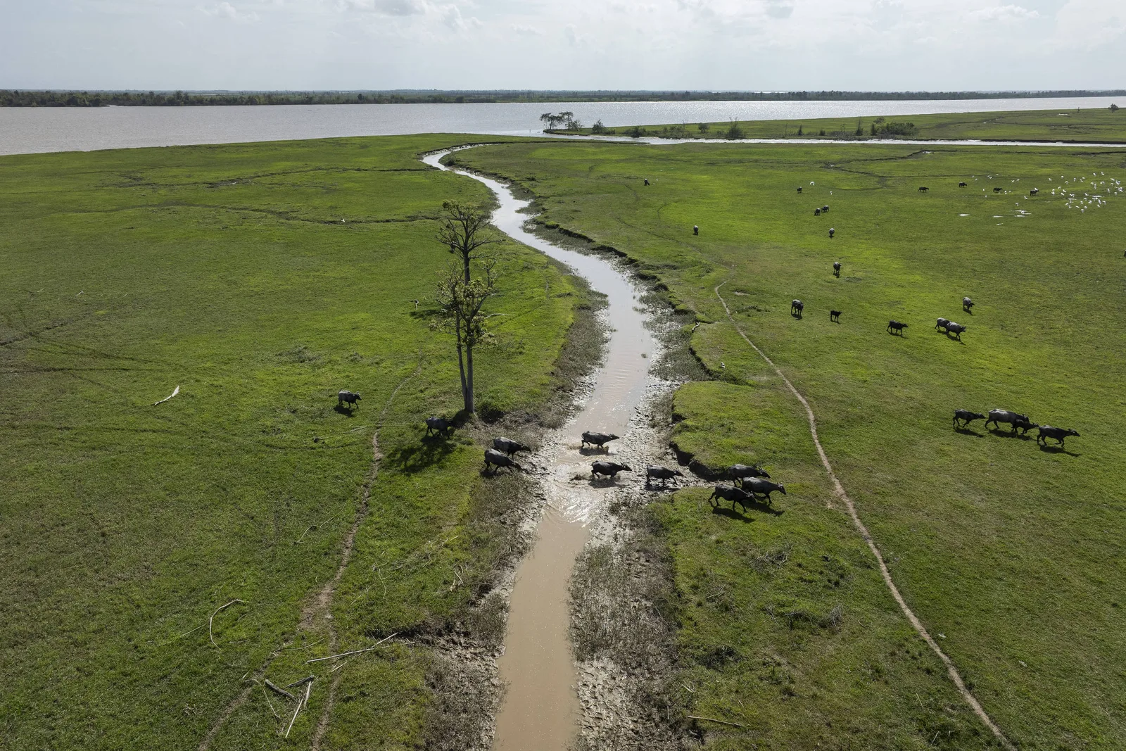 Búfalos ocupam reserva no Amapá com cadastros rurais sobrepostos
