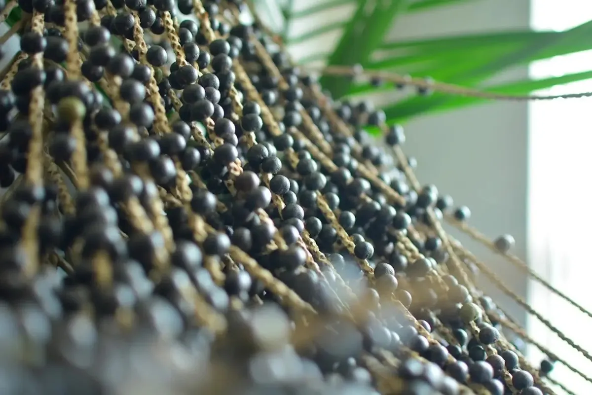 As mulheres que preparavam e vendiam açaí nas ruas de Belém no século XIX