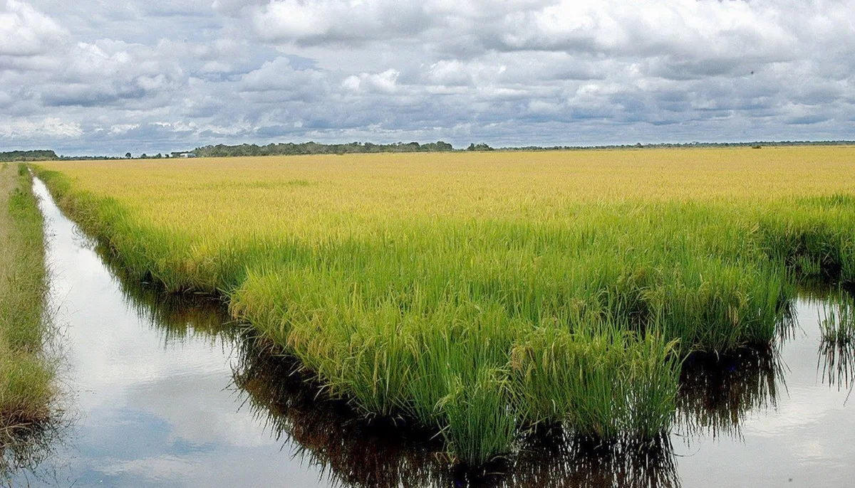 Google apoia projeto para reduzir metano do arroz e remover carbono no Brasil