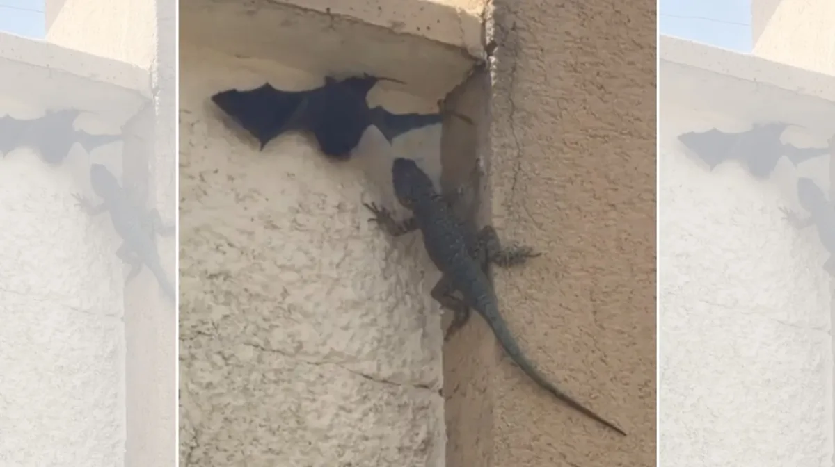 Calango é filmado ao atacar morcego em muro de casa em Valinhos
