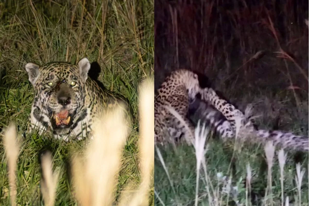 Disputa entre duas onças é registrada durante safári noturno no Pantanal