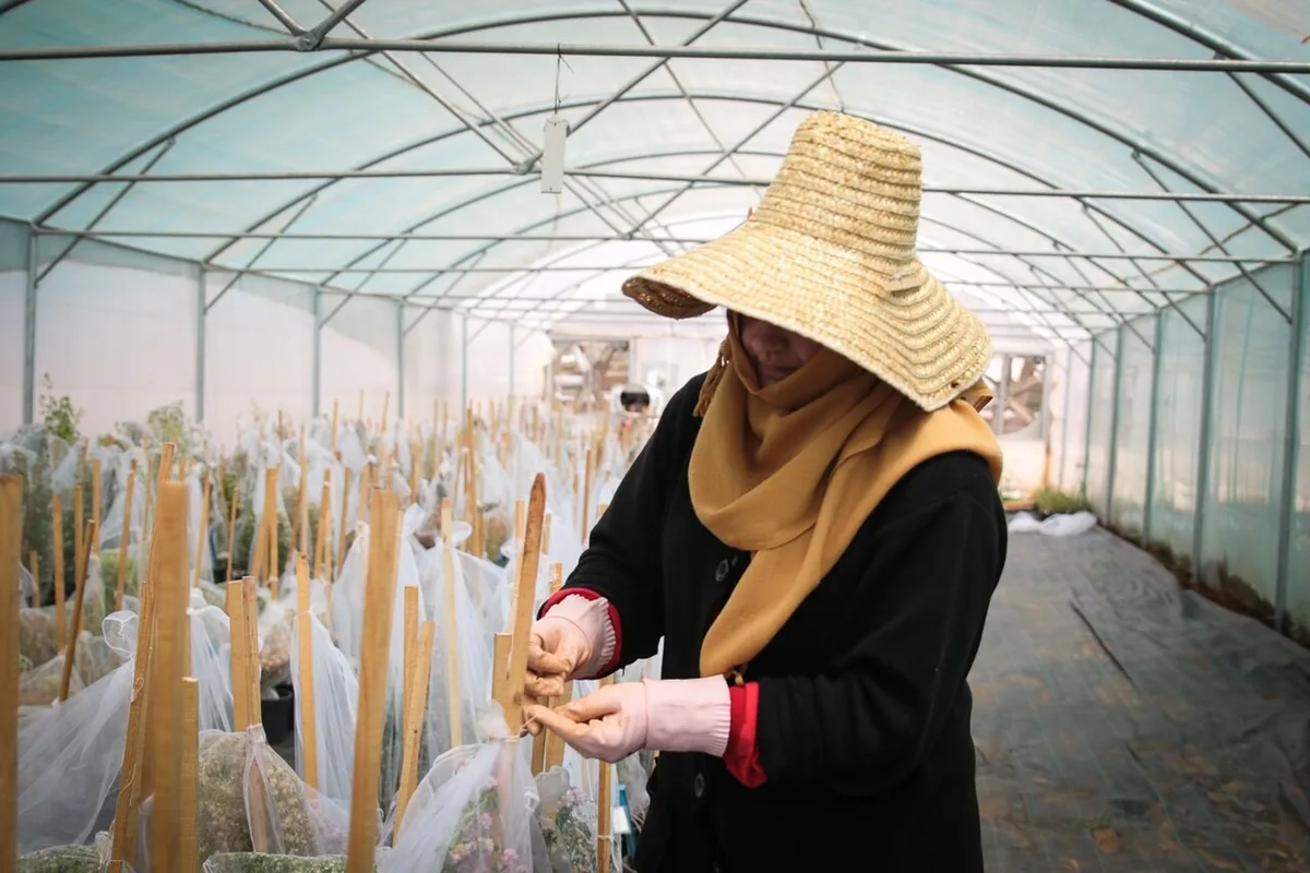 Como o Brasil usa um cofre no Ártico para proteger variedades agrícolas