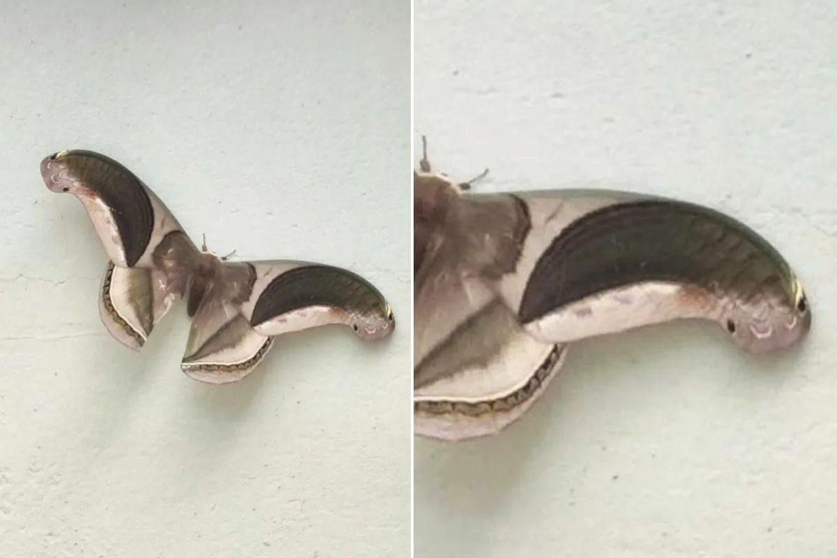 Mariposa brasileira tem asas que lembram a cabeça de uma cobra