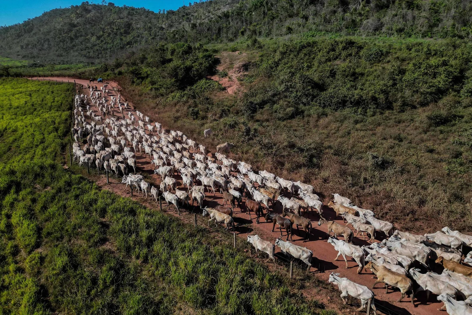 Rebanho bovino recua, mas segue acima da população brasileira em 2025