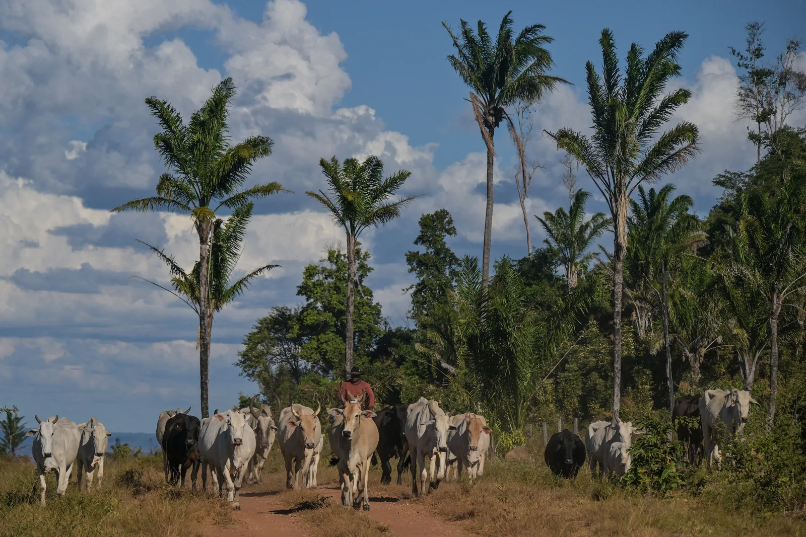 Rebanho brasileiro supera população, enquanto produção de leite bate recorde
