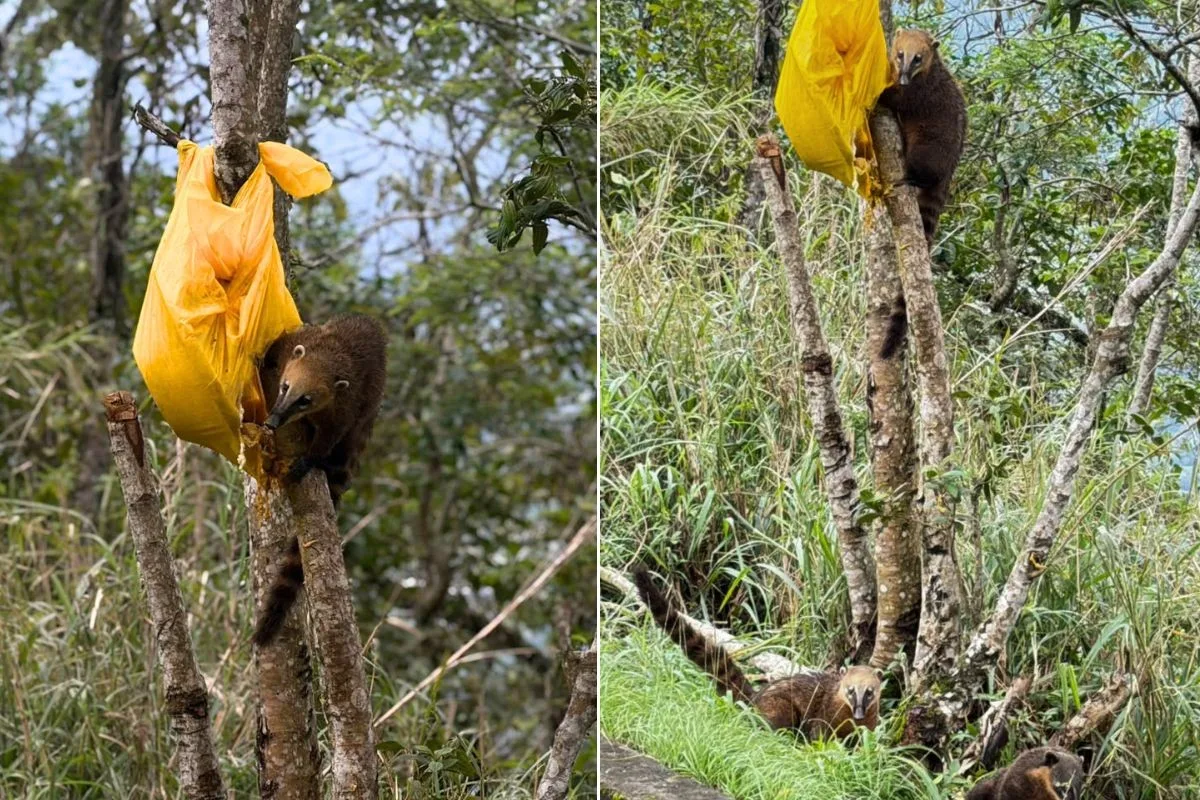 Quatis sobem em árvore para alcançar comida deixada em sacola na Serra do Mar