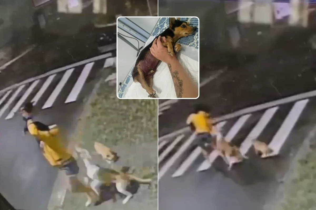 Pinscher morre após ataque de pit bull durante passeio em Peruíbe