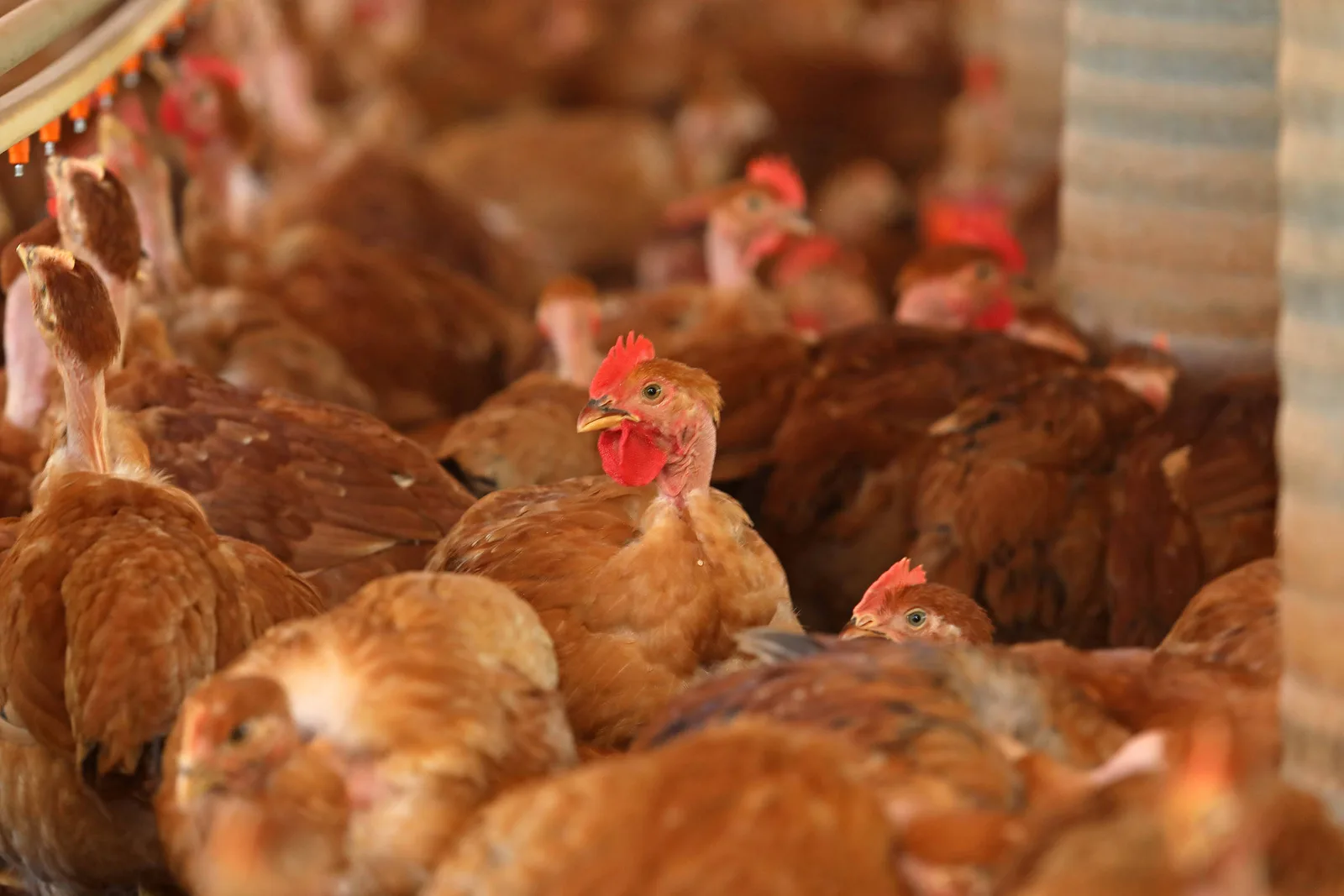 Frango brasileiro pode voltar ao mercado europeu após aval sanitário