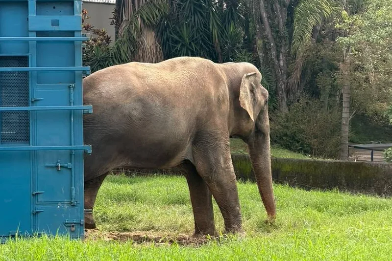 Elefante Sandro chega a santuário após deixar zoológico de Sorocaba