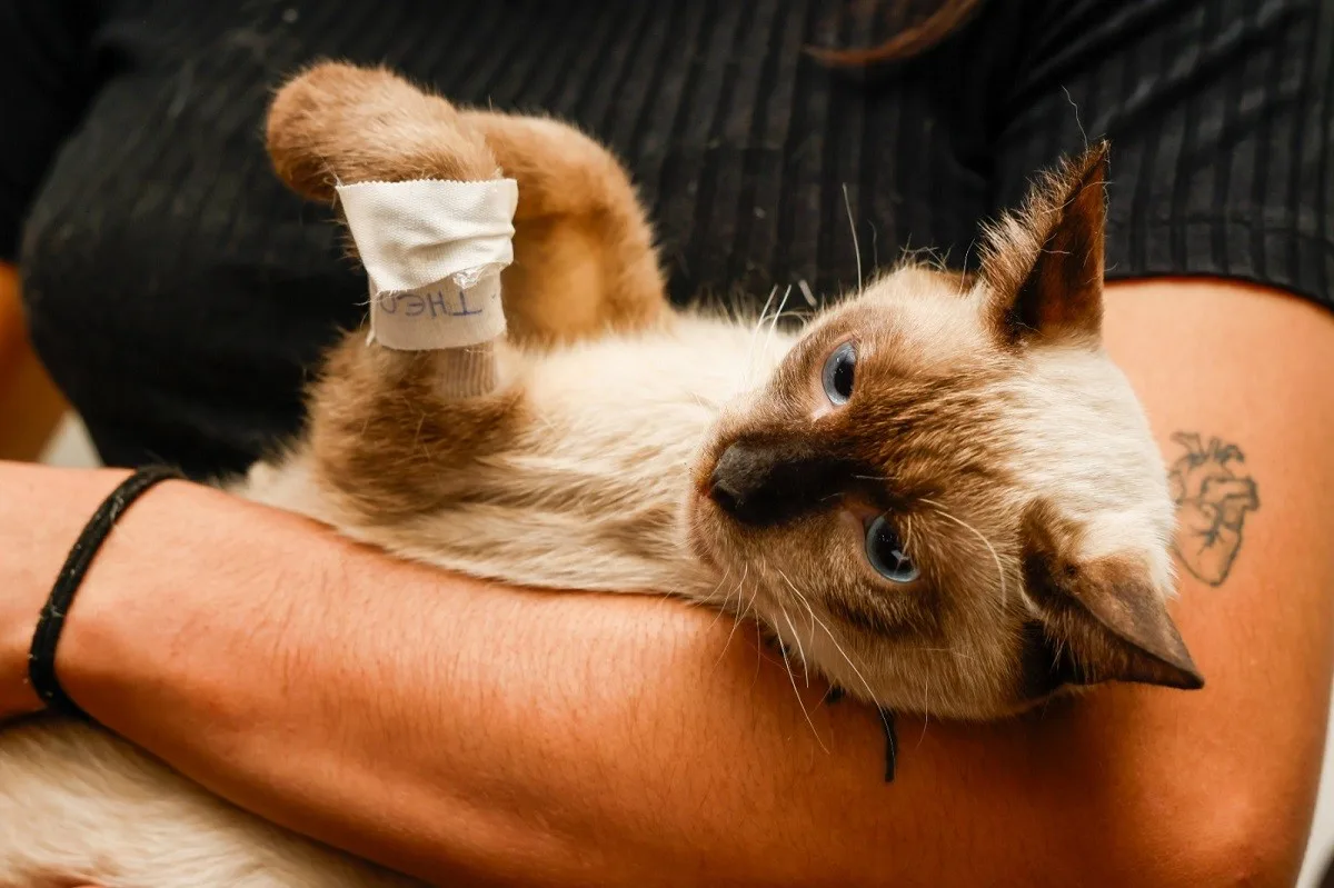 Palmas renova Castramóvel por R$ 4,1 milhões para cães e gatos