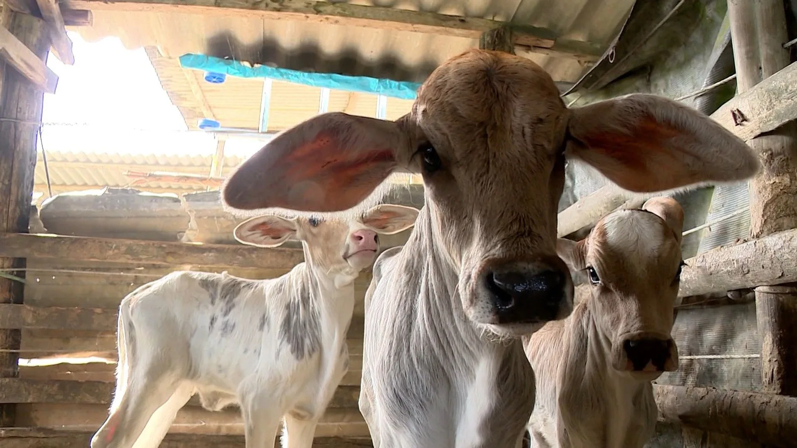 Vaca tem três bezerros em parto raro no Espírito Santo
