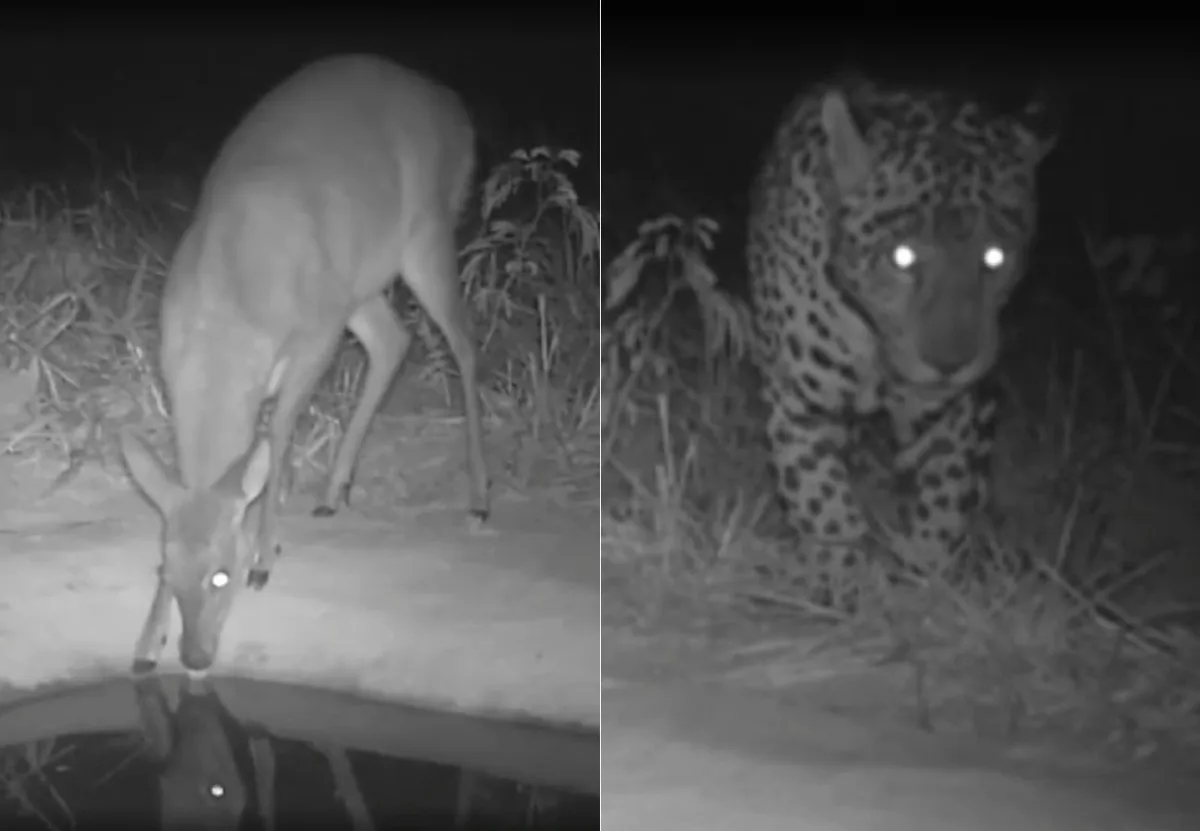 Bebedouros com câmeras monitoram fauna e apoiam reflorestamento no Tocantins