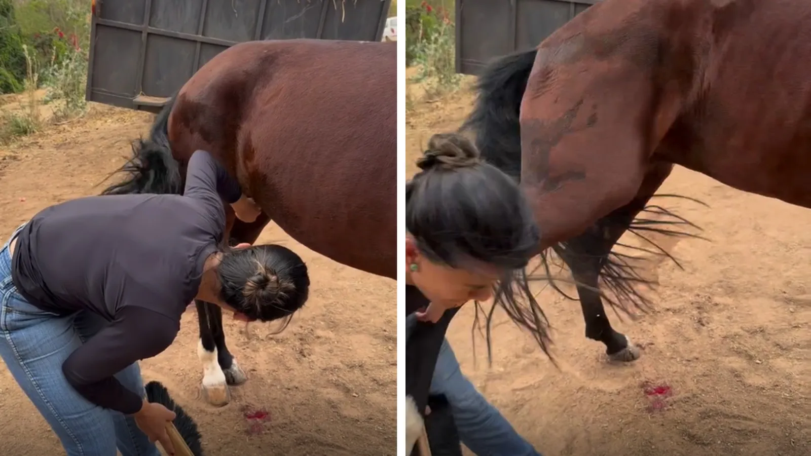 Veterinária é atingida por coice ao tocar cavalo durante gravação