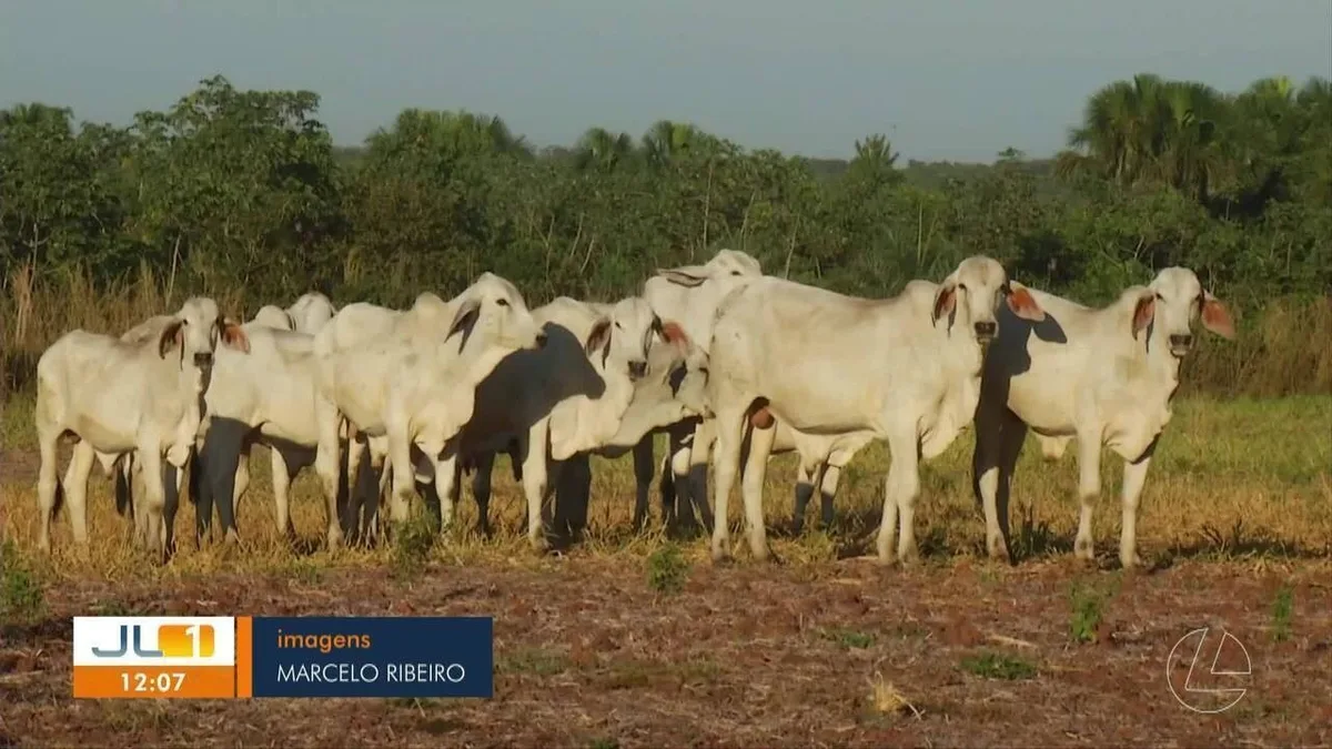 Frigoríficos brasileiros avaliam espaço em nova cota de carne dos EUA