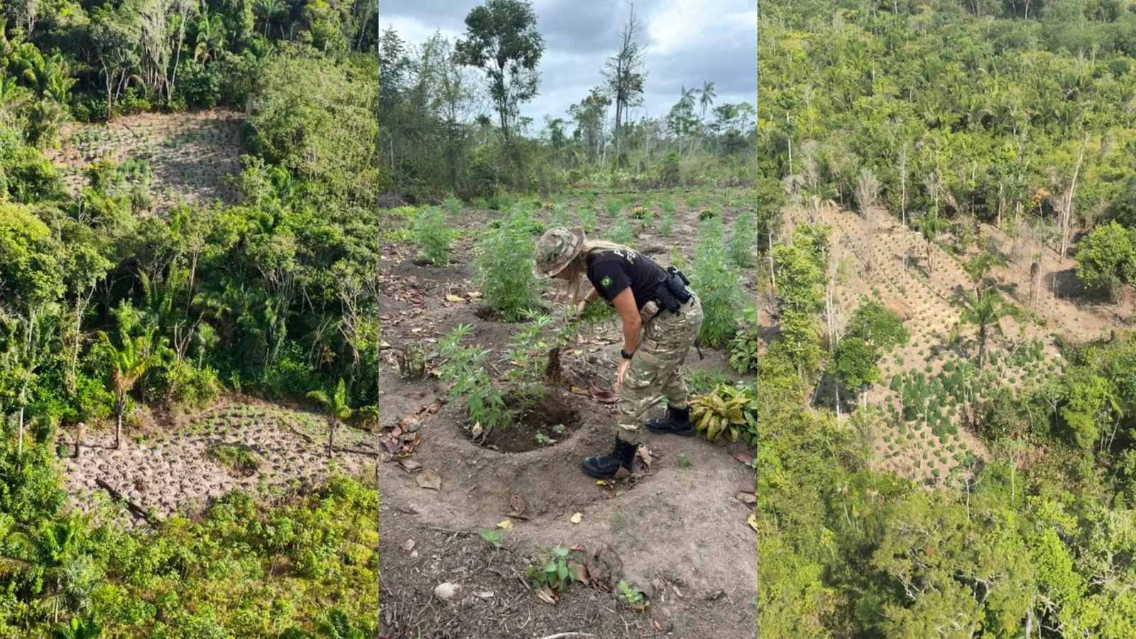 Operação da PF elimina mais de 300 mil pés de maconha no Maranhão