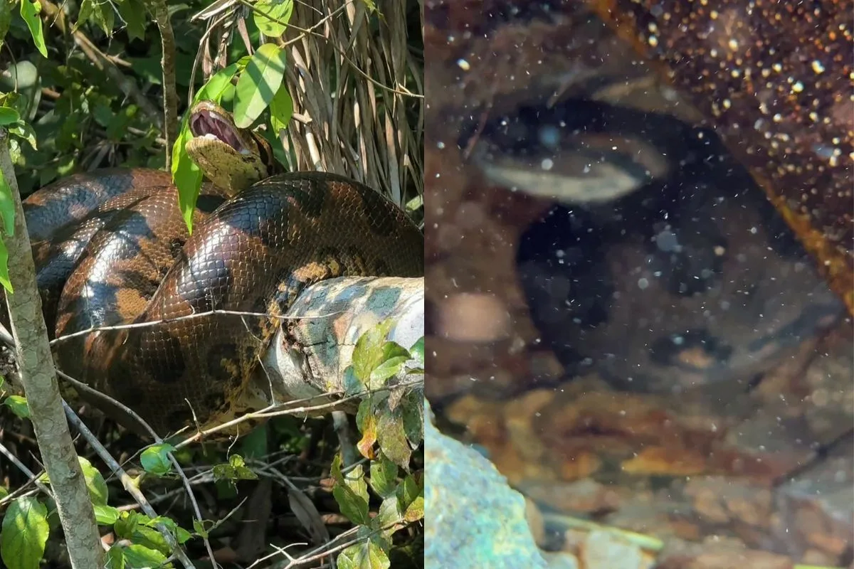 Sucuris são registradas em buraco, galho e sob a água em rio de Bonito