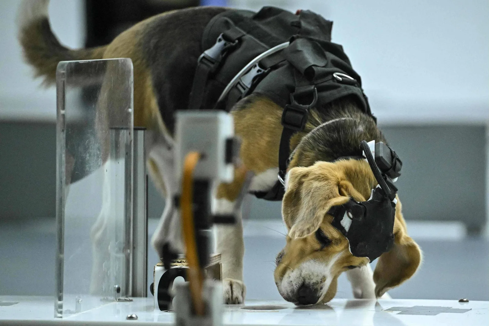 Startup na Índia treina cães com IA para identificar sinais de câncer