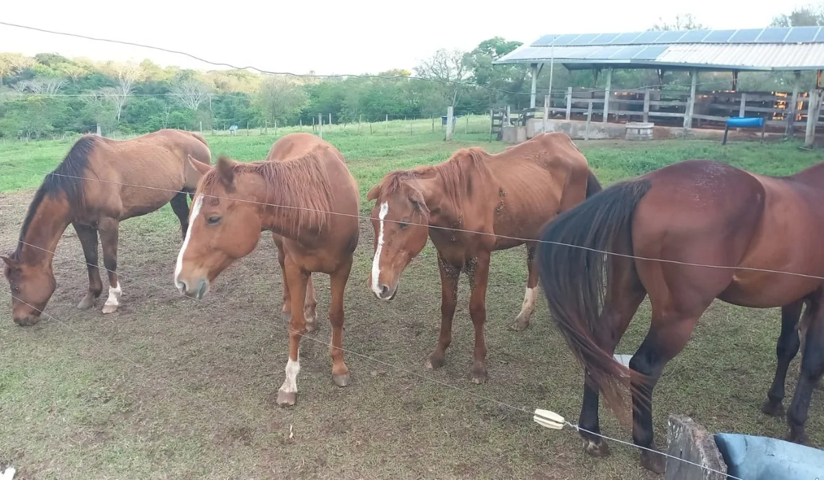 Quatro cavalos são resgatados após denúncia de maus-tratos em Osvaldo Cruz