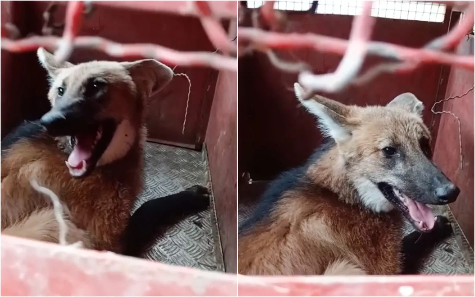 Bombeiros resgatam lobo-guará em quintal de casa em Pouso Alegre