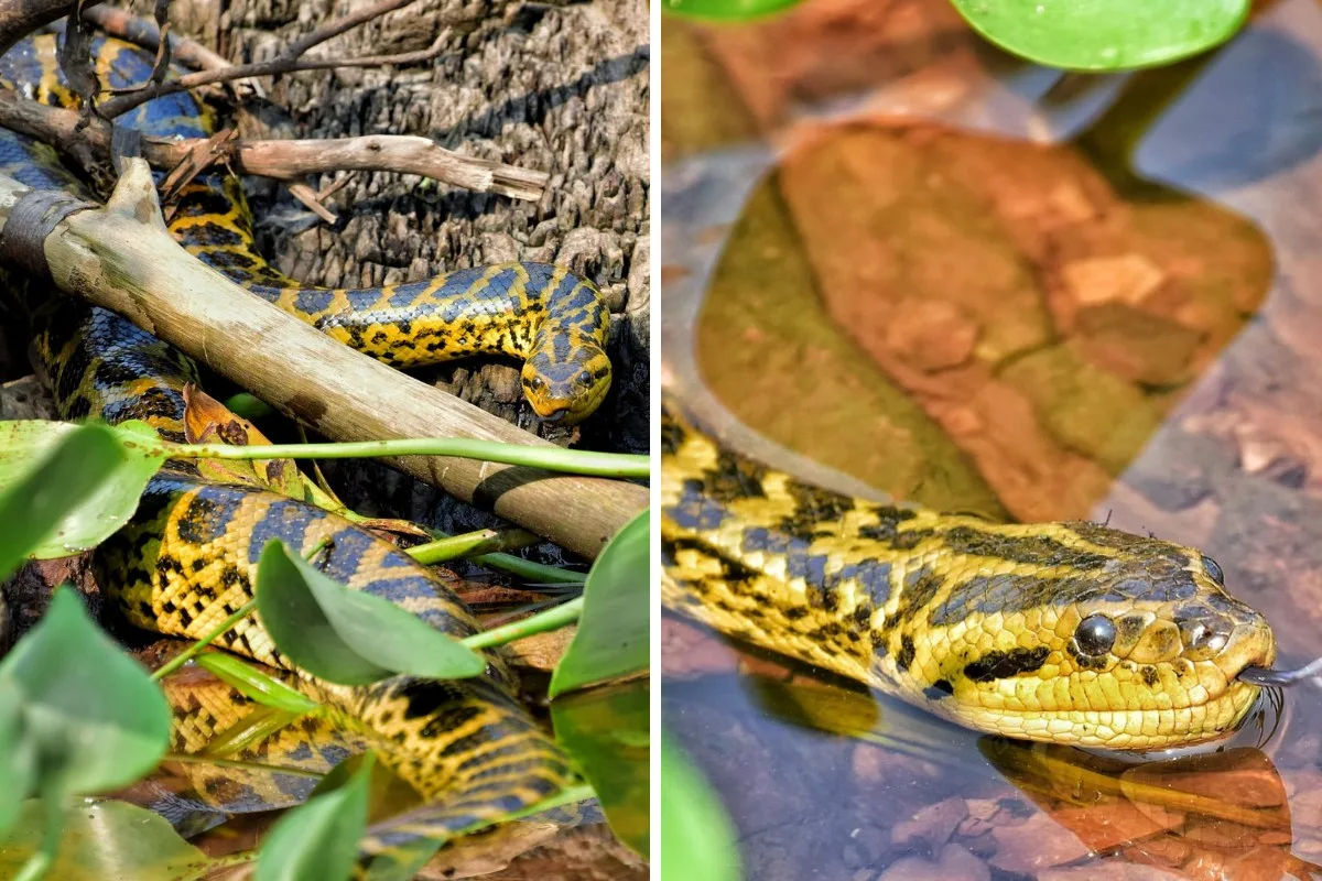 Sucuri-amarela é registrada por dois dias ao comer restos de peixes em Corumbá