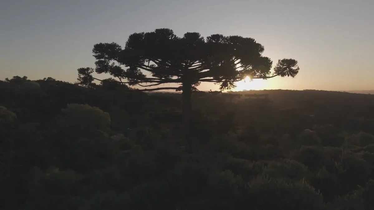 Cientistas produzem clones de araucária de até 500 anos após queda em SC