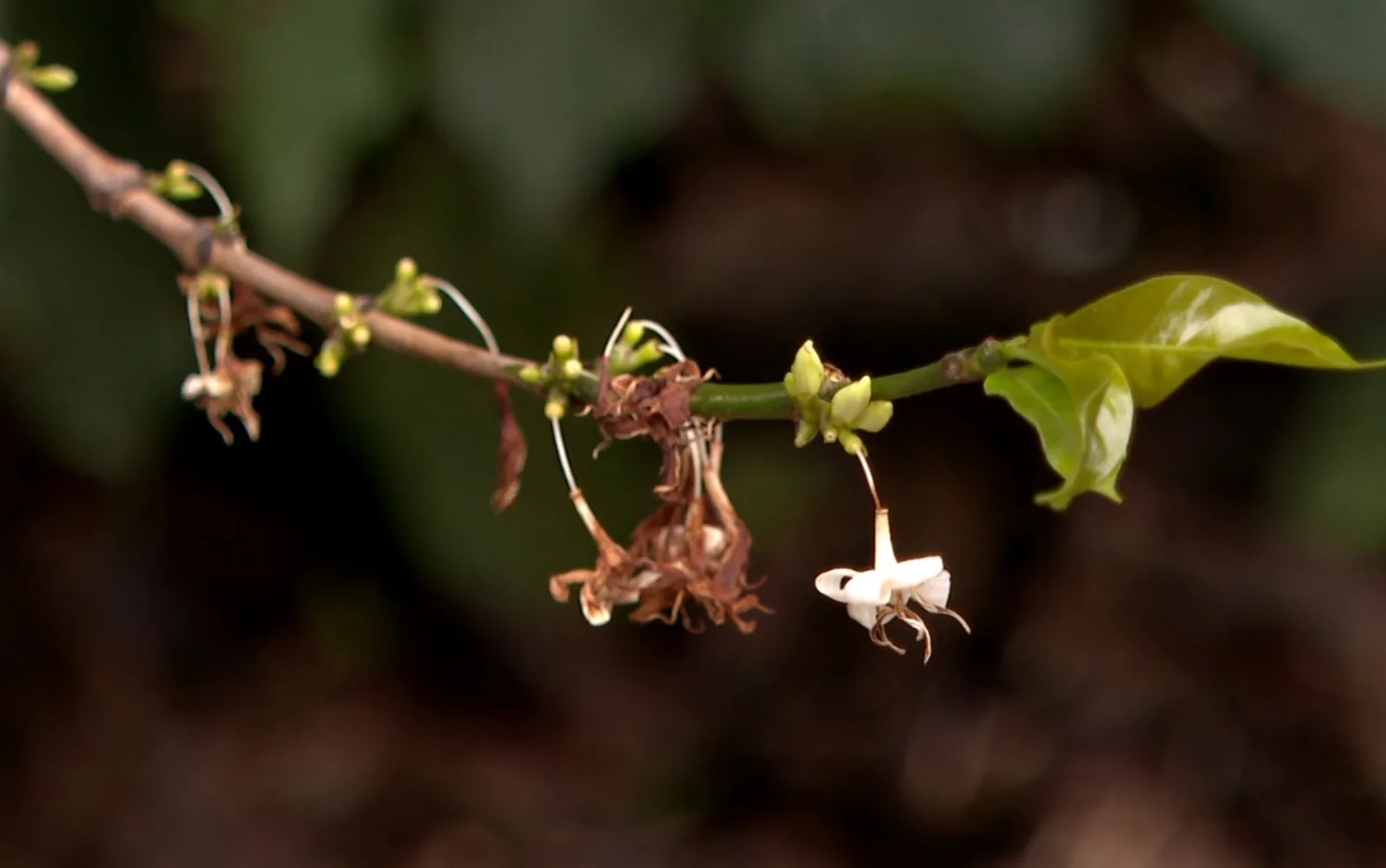 Granizo ameaça produção de café no Sul de Minas por até três anos