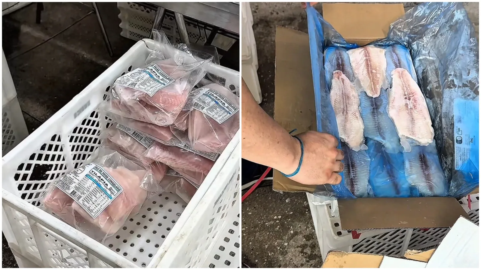 Fiscalização apreende 16,3 toneladas de pescado e prende responsável em Fortaleza