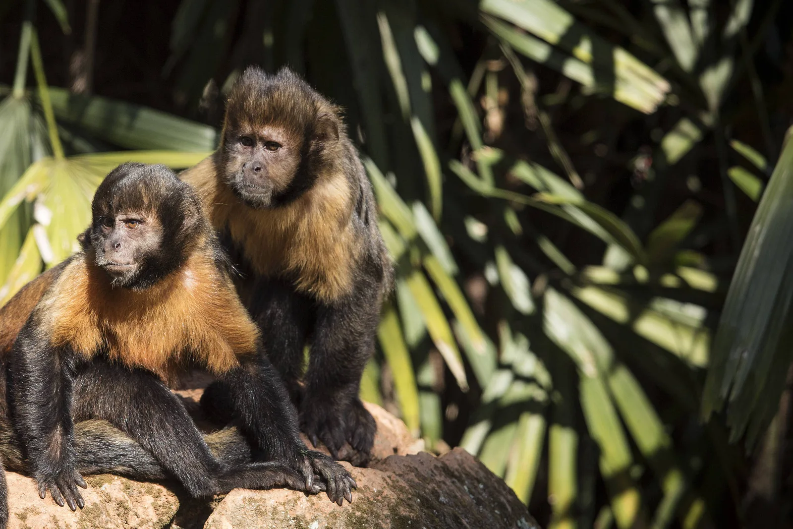 Mamíferos ameaçados repetem rotas para reduzir riscos de caça