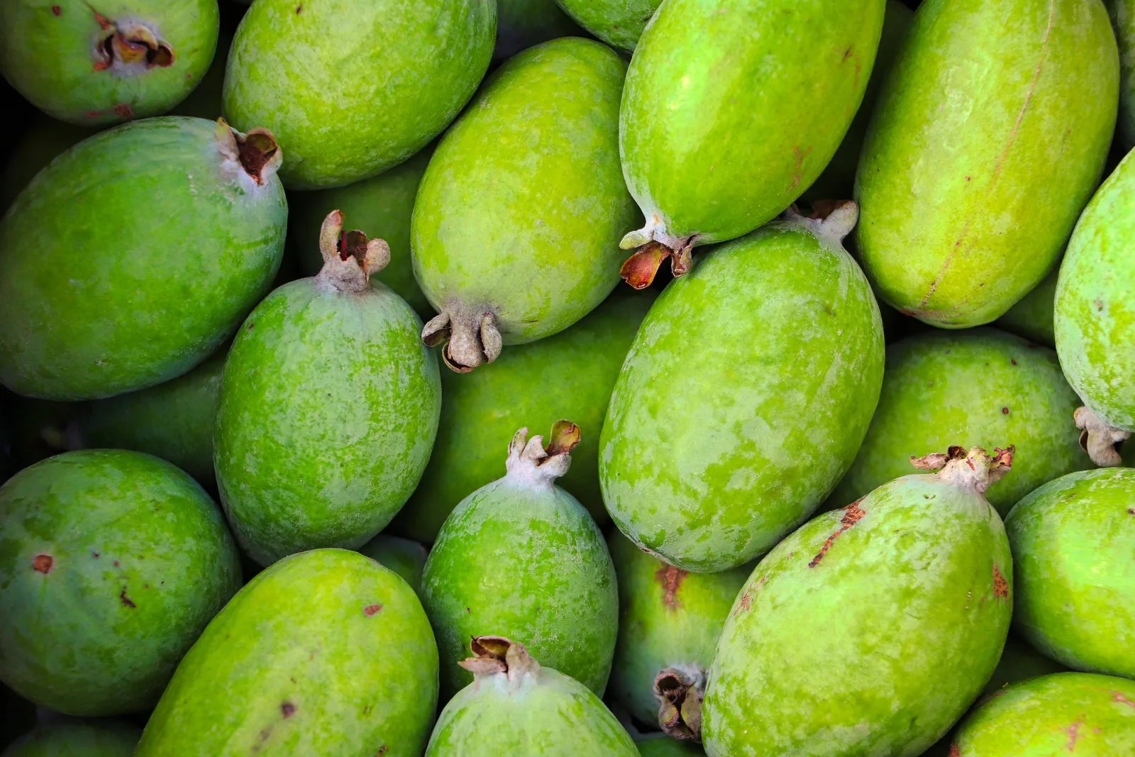 Feijoa brasileira ganha espaço no exterior enquanto avança lentamente no país