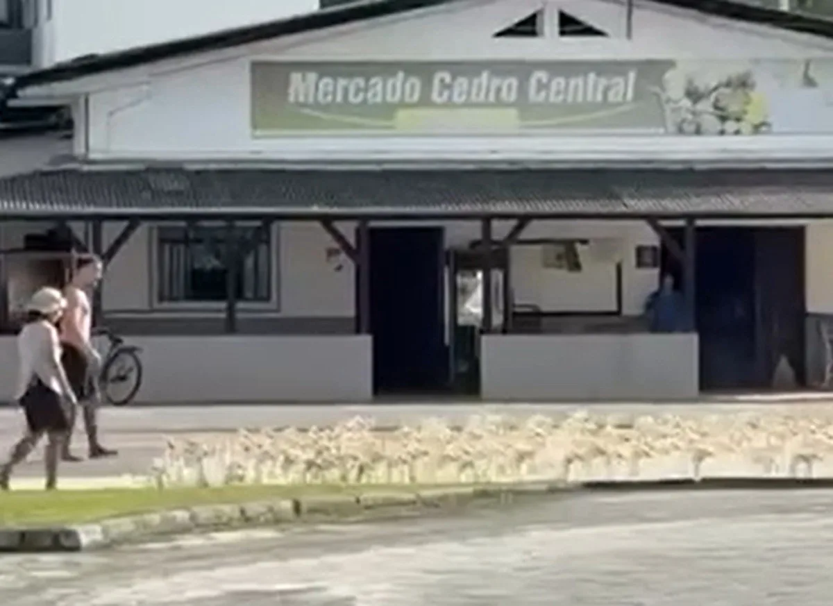 Marrecos atravessam rua em grupo durante troca de áreas de cultivo em SC