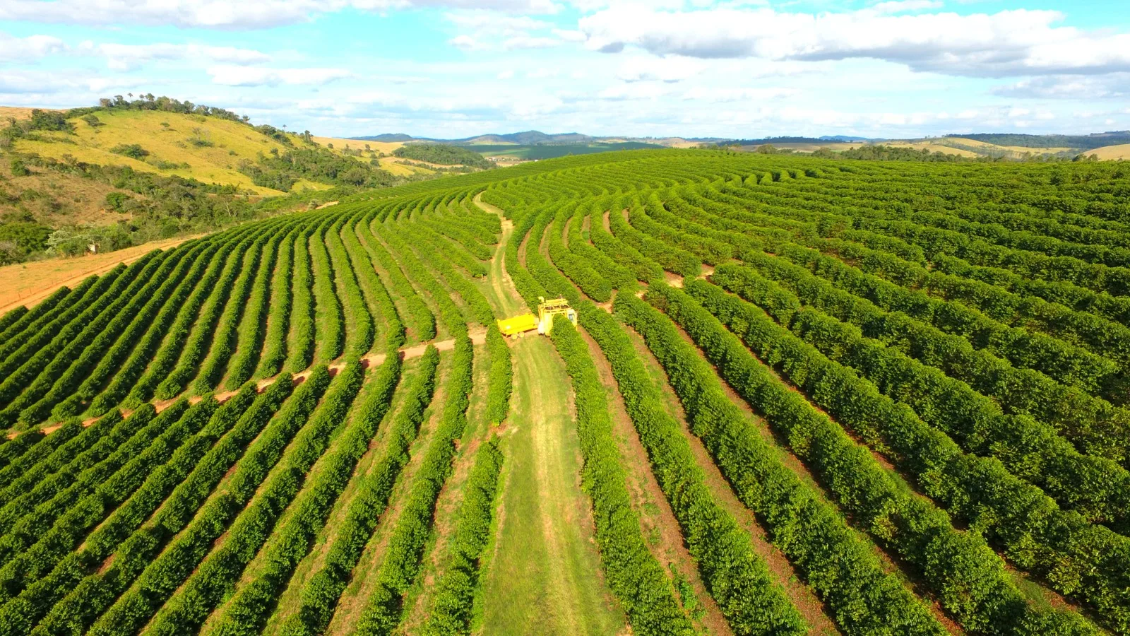 Cafeicultor precisa de mais café para comprar fertilizantes em setembro
