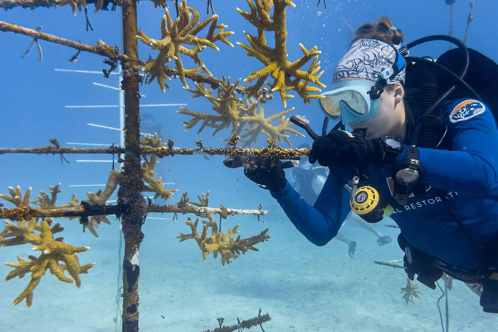 Programa na Flórida testa corais capazes de resistir ao aquecimento do mar
