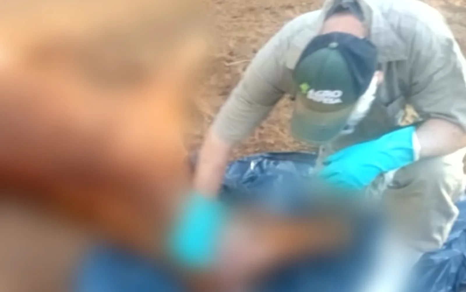 Agrodefesa monitora três trabalhadores após morte de cavalos por raiva em Goiás