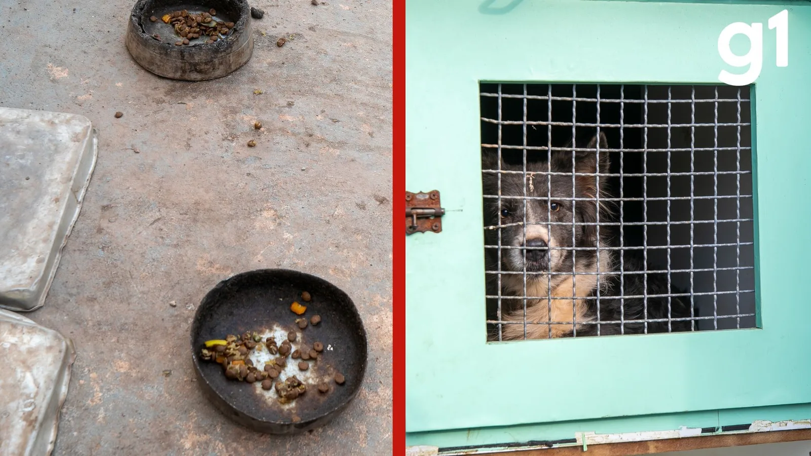 Oito animais são retirados de imóvel investigado em Cuiabá