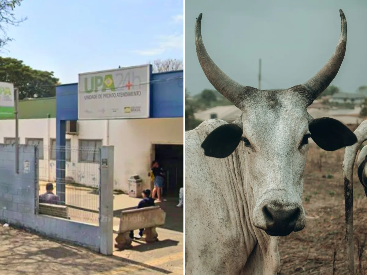 Vaca cai sobre criança durante brincadeira em área de pastagem no interior paulista