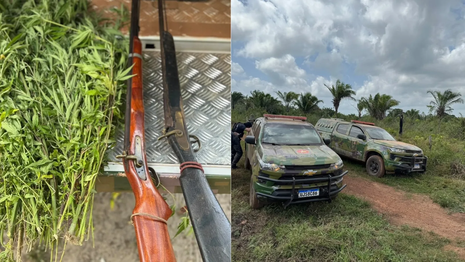 PM destrói plantação com 1.200 pés de maconha no Maranhão