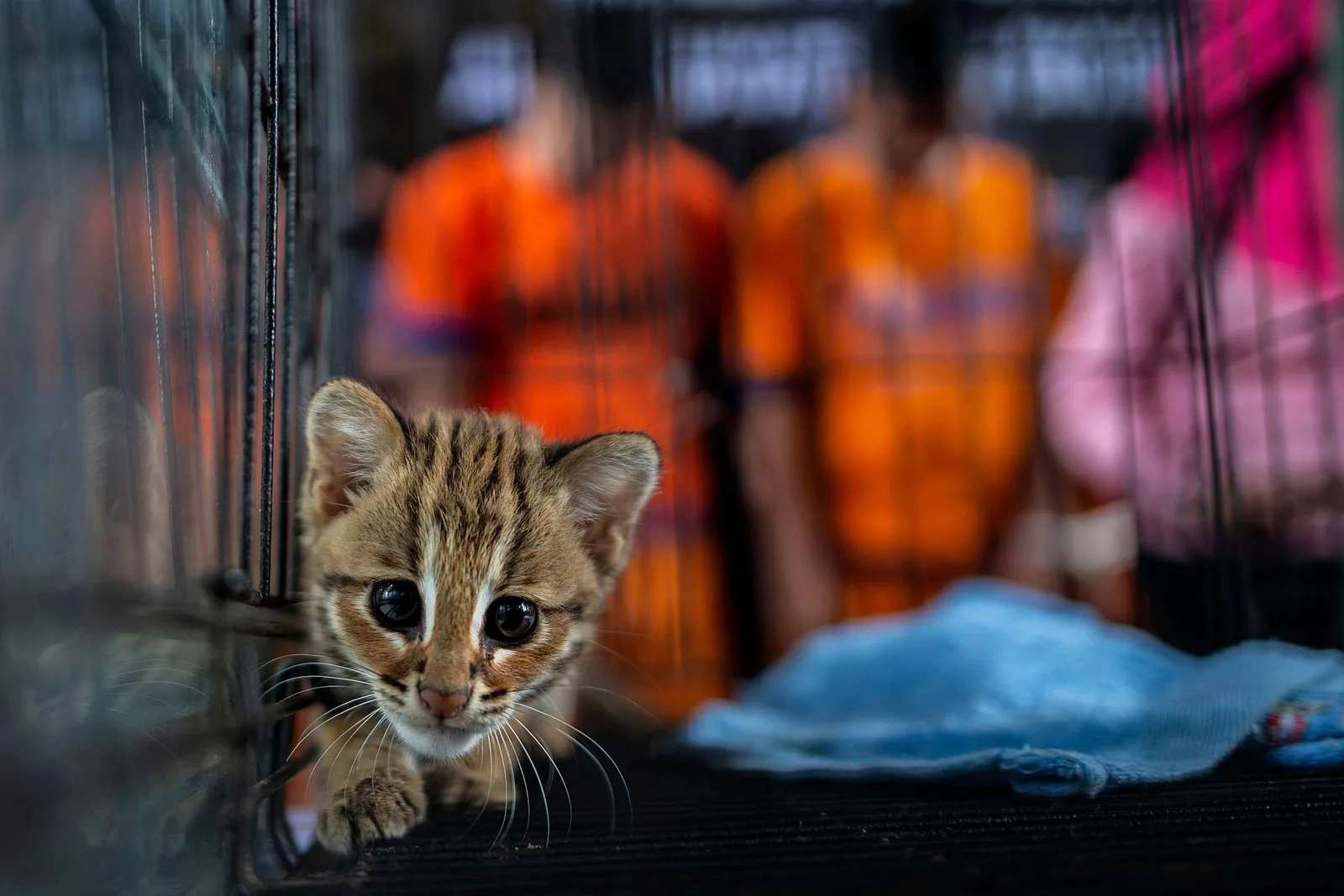 Anúncios online expõem milhares de espécies ao comércio ilegal