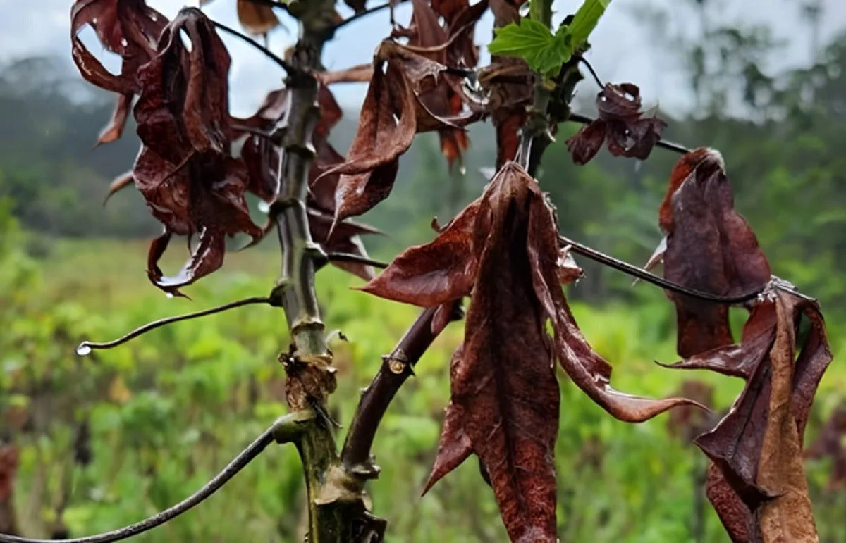MPPA cobra plano de Almeirim contra fungo que afeta mandioca
