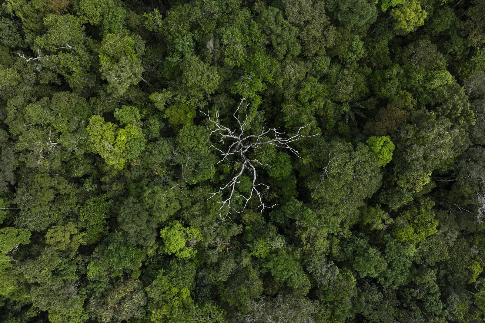 Extremos de calor na Amazônia sobem 3,2°C desde 1981, aponta estudo