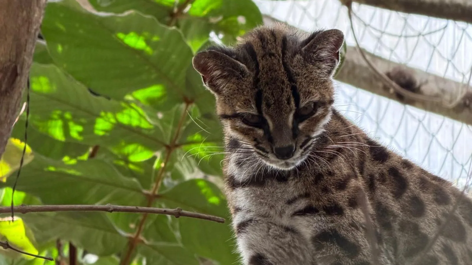 Pesquisador brasileiro identifica nova espécie de felino selvagem na Bolívia