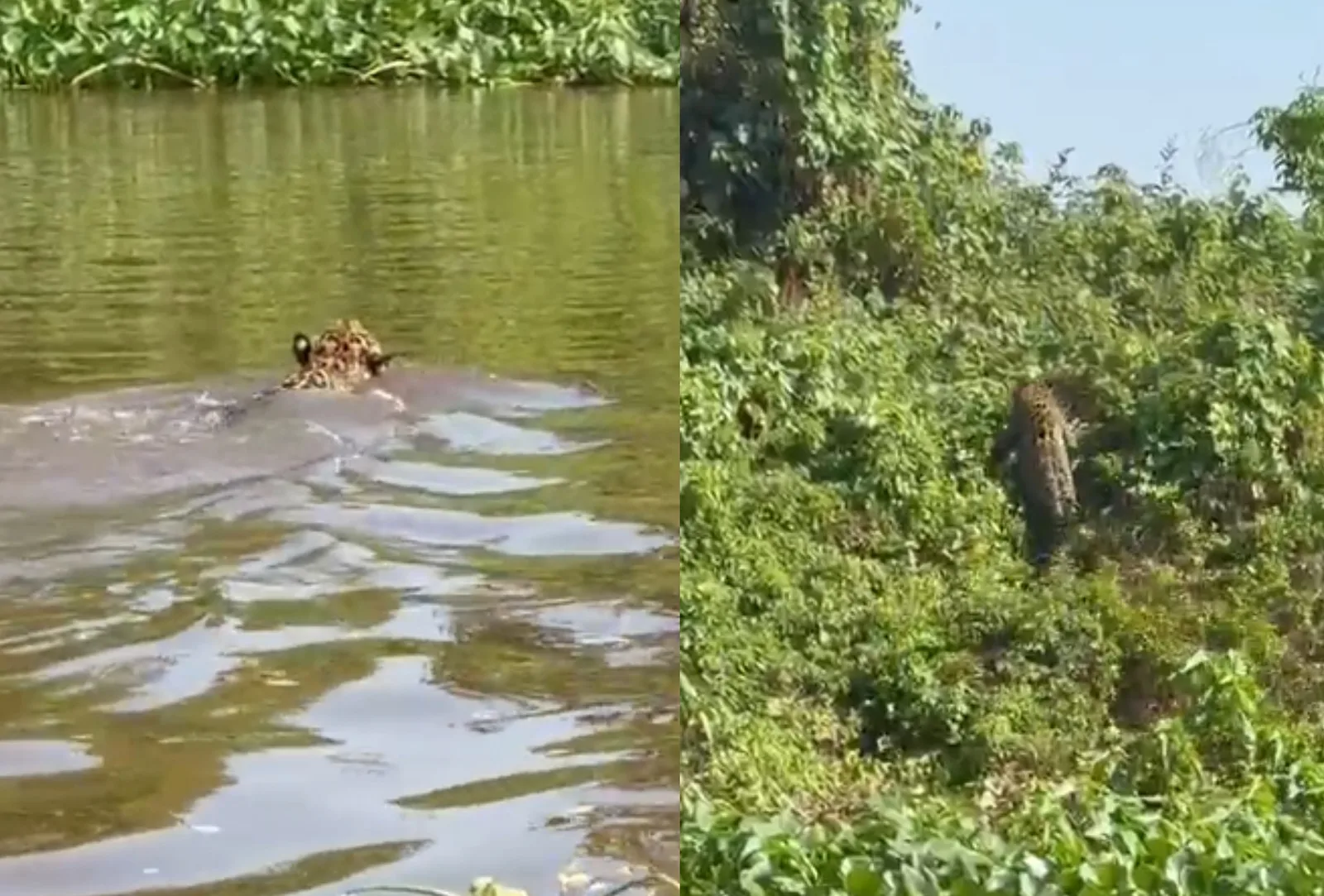 Pescadores acompanham travessia de onça no rio Paraguai, em Corumbá