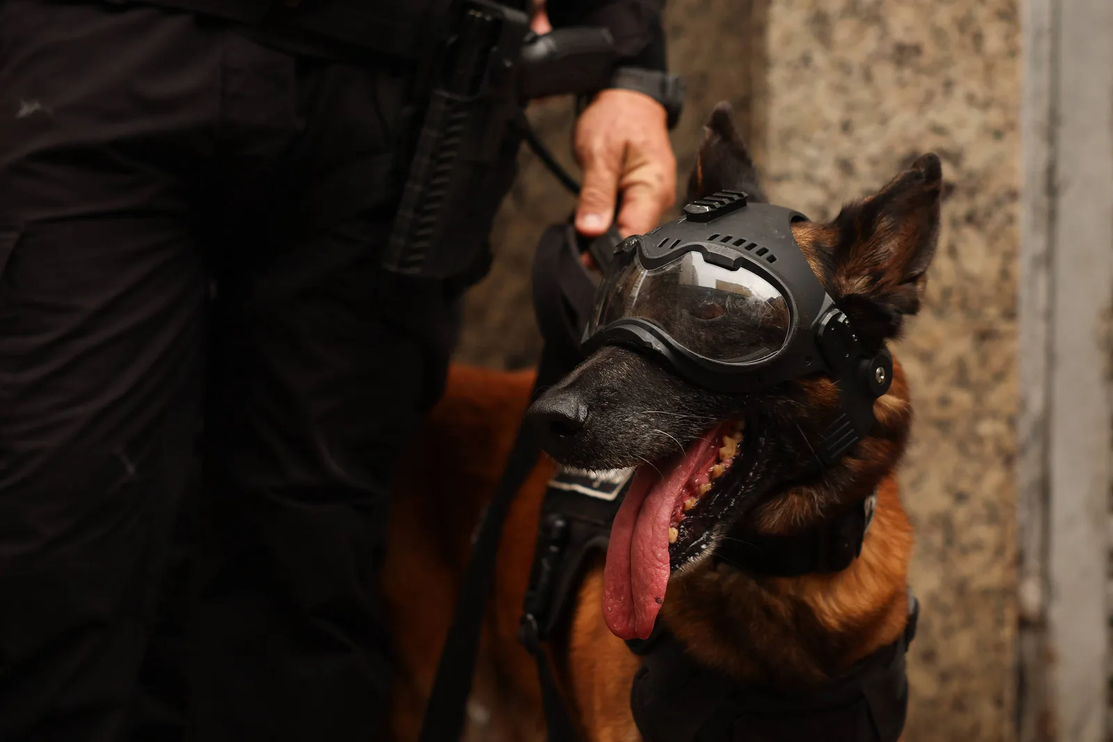 Frankmobile usa cães, vigilância e perícia digital contra roubo de celulares em SP