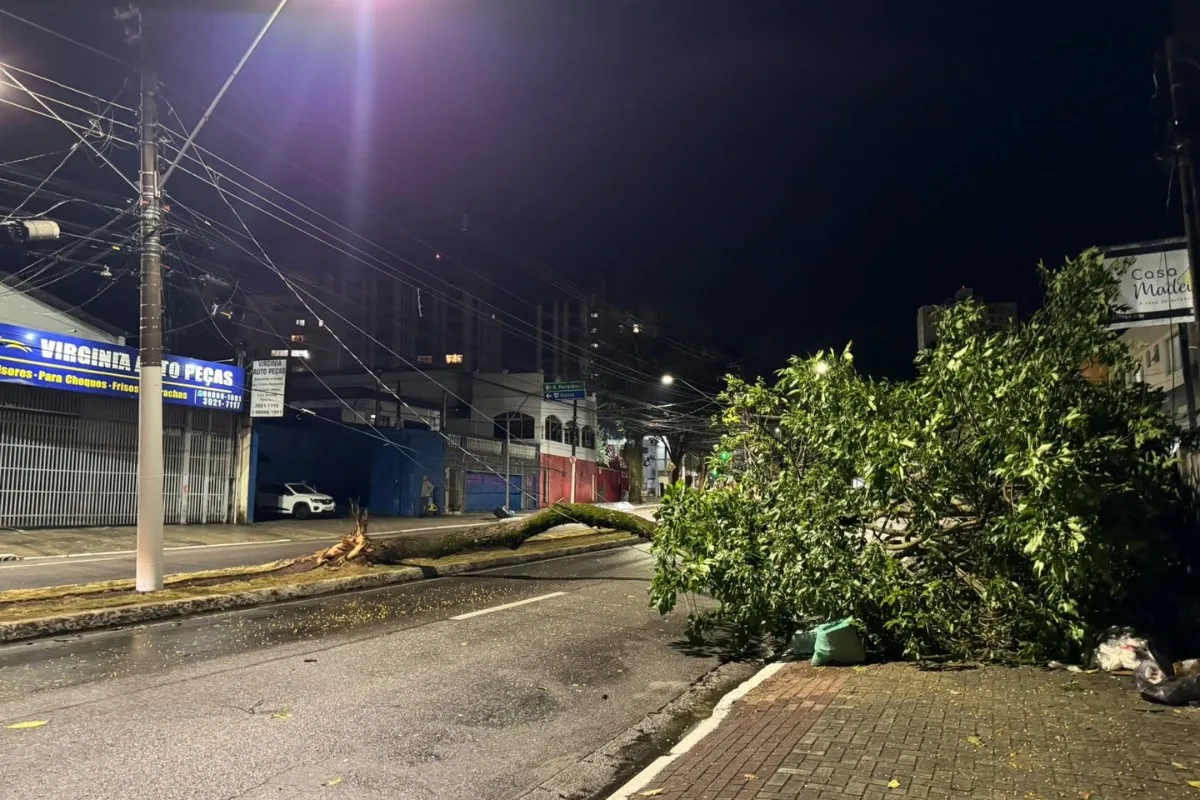 Queda de árvore bloqueia duas faixas de avenida em São José dos Campos