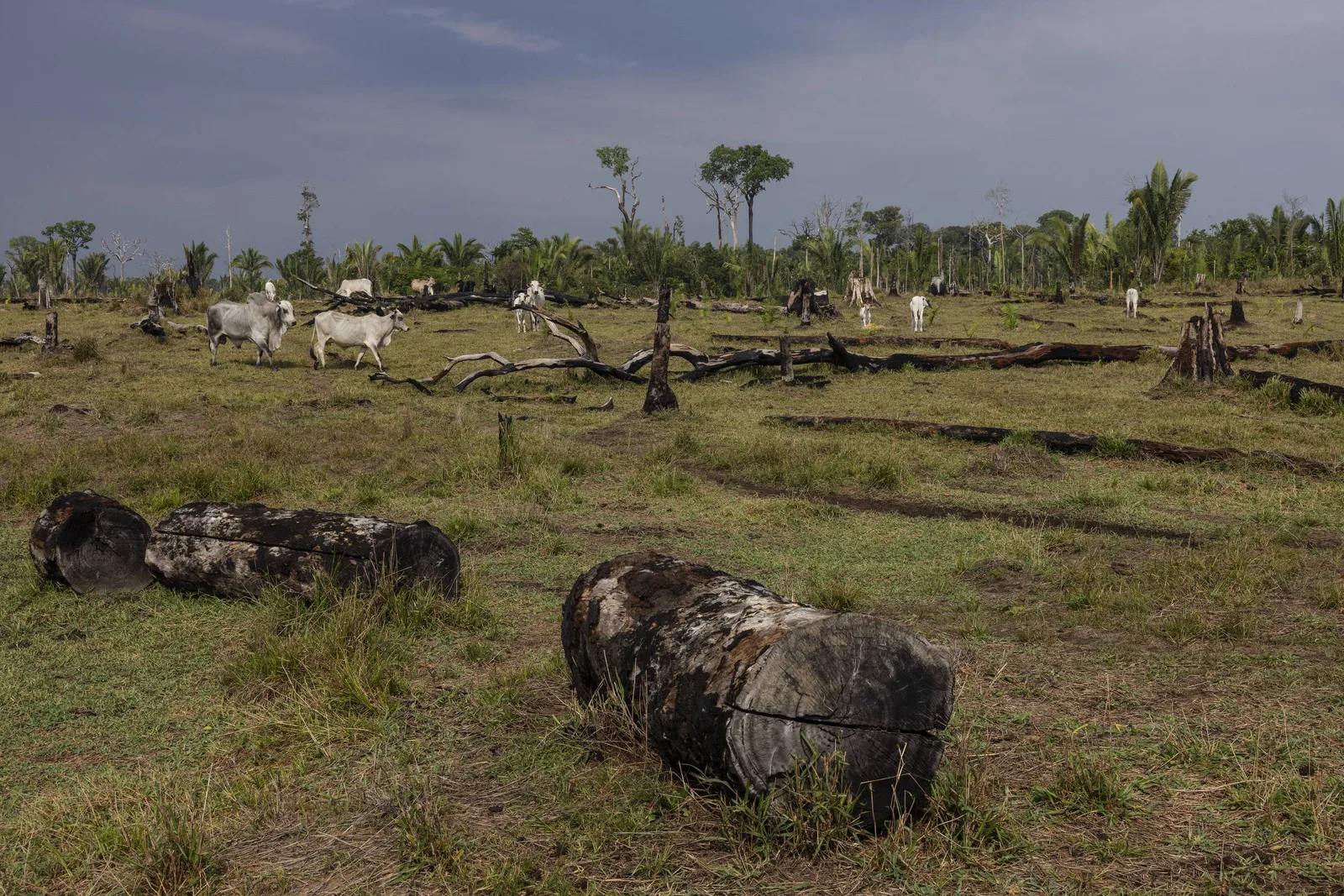 Alertas de desmatamento recuam no cerrado e avançam na amazônia em setembro
