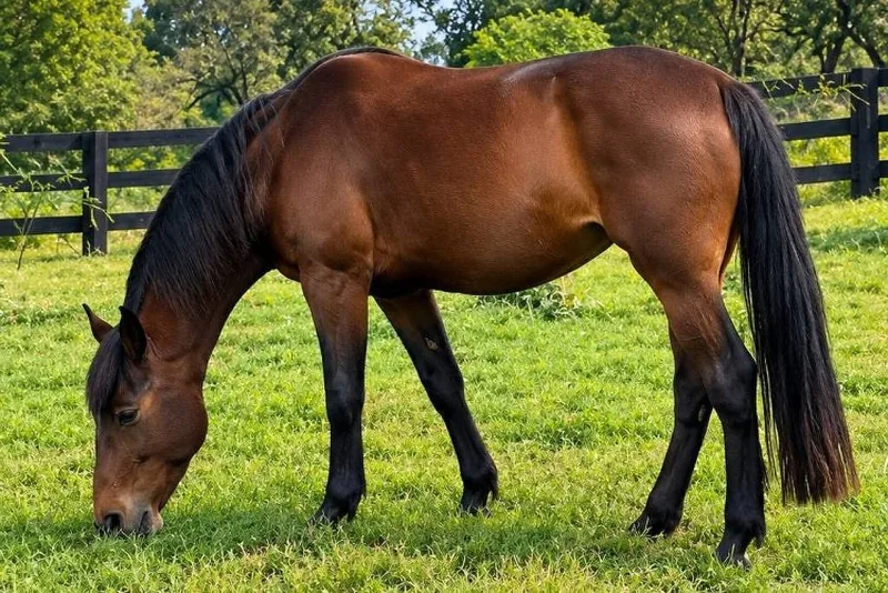 Égua chega à Ulbra para possível reprodução com o cavalo Caramelo