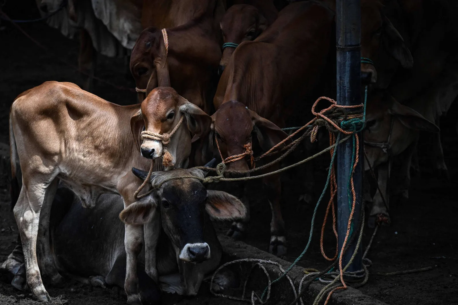 Seca do El Niño derruba preços do gado em El Salvador